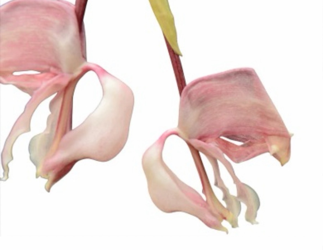 Corytiopea Ecuagenera