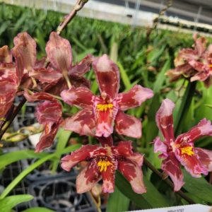 Oncidium Cholita Cuencana X Odontoglossi Ecuagenera