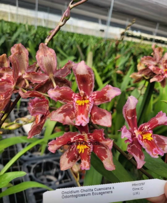 Oncidium Cholita Cuencana X Odontoglossi Ecuagenera