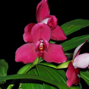 Lycaste Shoalhaven Moriyana x Lycaste Shoalhaven Kyoto Sm/jgp (gs399