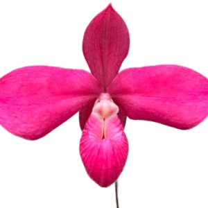 Phragmipedium Haley Decker