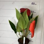 Anthurium scherzerianum