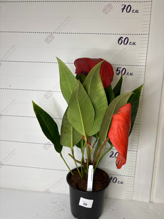 Anthurium scherzerianum