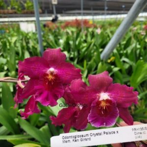 Oncidium Crystal Palace x Onc. Memoria Ken Girard