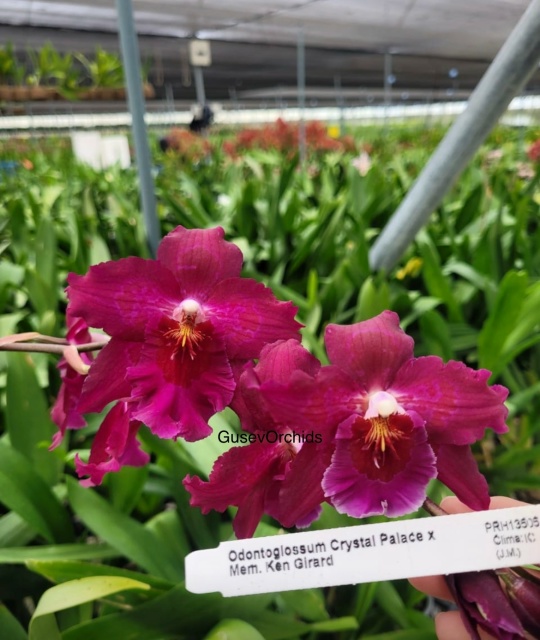 Oncidium Crystal Palace x Onc. Memoria Ken Girard
