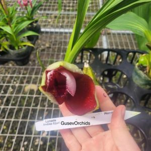 Lycaste Andres Eljuri