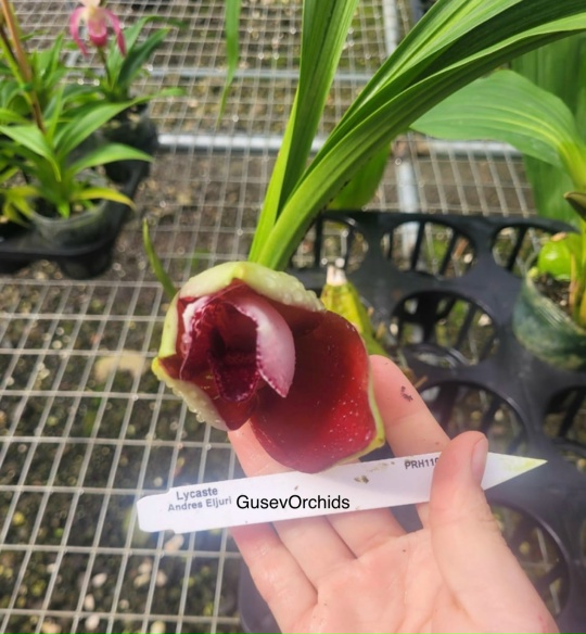 Lycaste Andres Eljuri