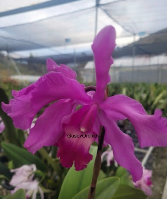 Laeliocattleya El Ranchito