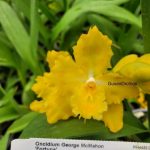 Oncidium George McMahon 'Fortuna'