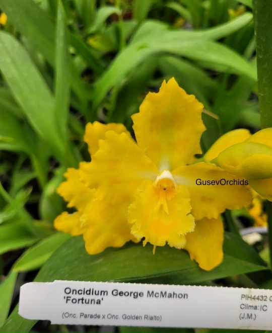 Oncidium George McMahon 'Fortuna'