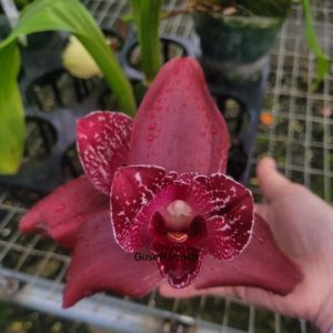 Lycaste Andres Eljuri