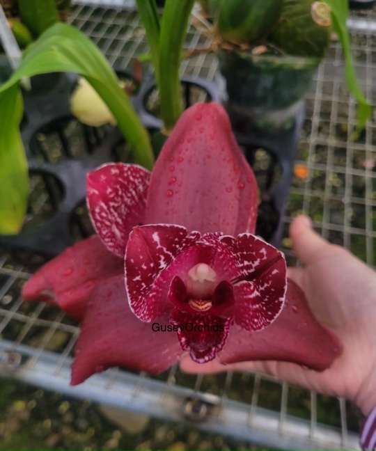 Lycaste Andres Eljuri