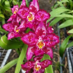 Oncidium Or53