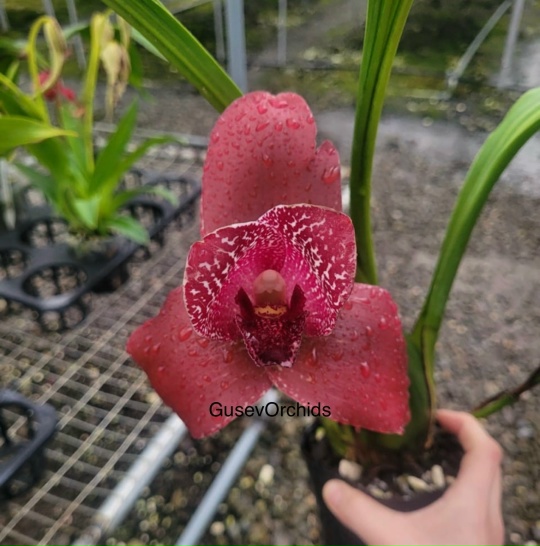 Lycaste Andres Eljuri