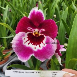 Miltoniopsis Lagrimas De Sol