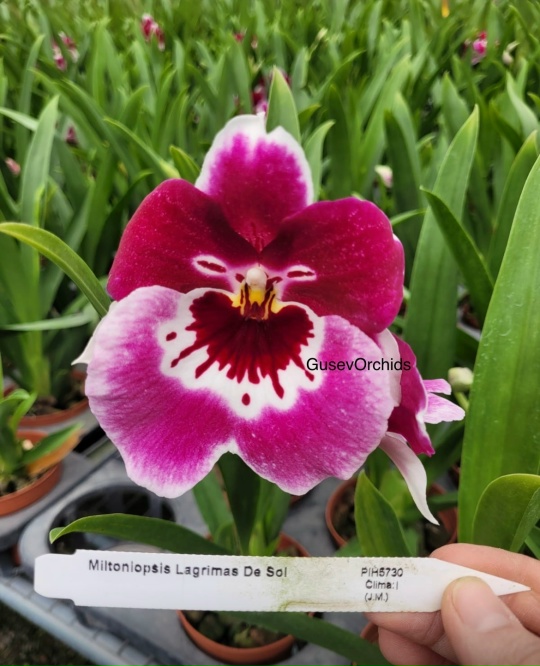 Miltoniopsis Lagrimas De Sol