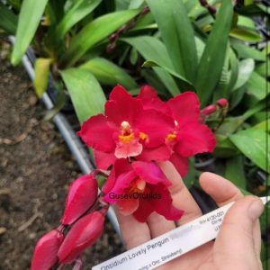 O)ncidium Lovely Penguin