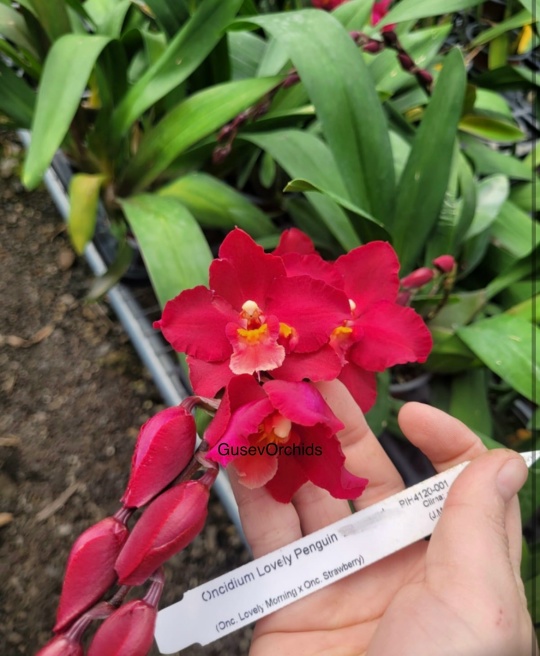 O)ncidium Lovely Penguin