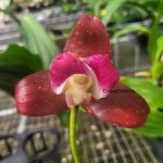 Lycaste Arthuriana var. litensis