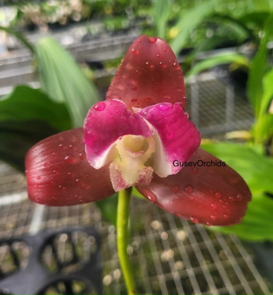 Lycaste Arthuriana var. litensis