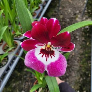 Miltoniopsis IK 678