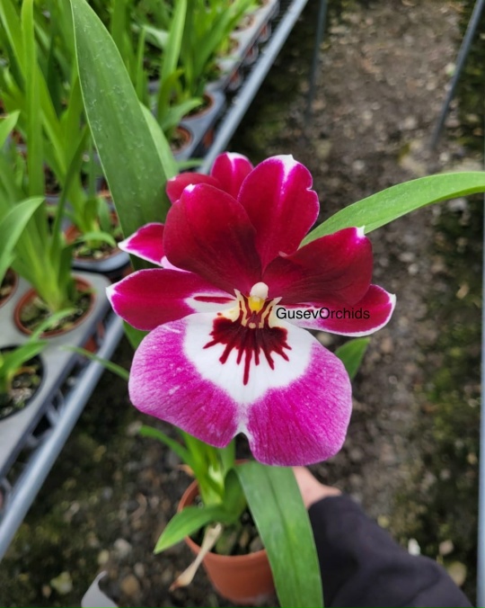 Miltoniopsis IK 678