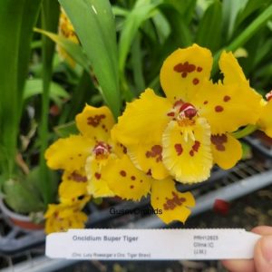 Oncidium Super Tiger