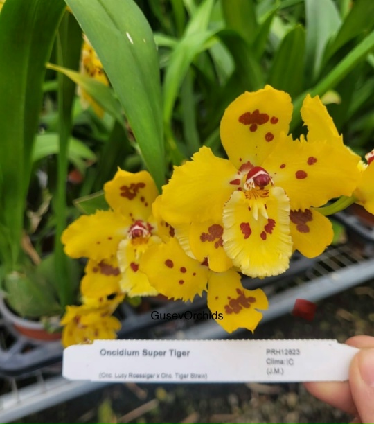 Oncidium Super Tiger