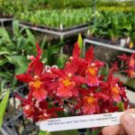 Oncidium hybrid