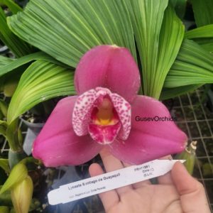 Lycaste Santiago de Guayaquil