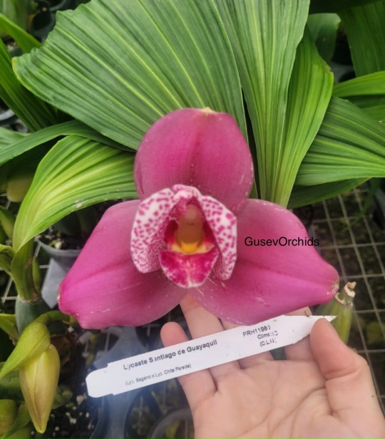 Lycaste Santiago de Guayaquil