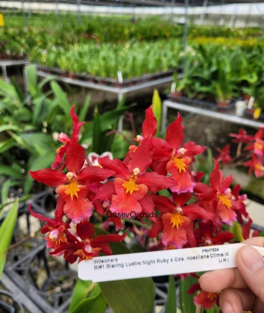 Oncidium hybrid