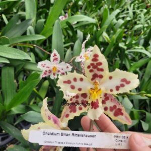 Oncidium Brian Rittershausen