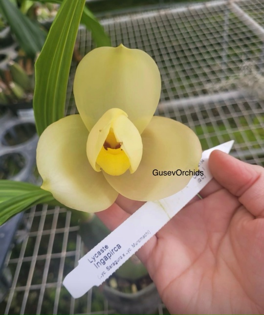 Lycaste Ingapirca