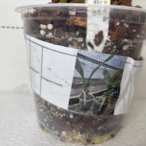 Angulocaste Ecuagenera Sunset