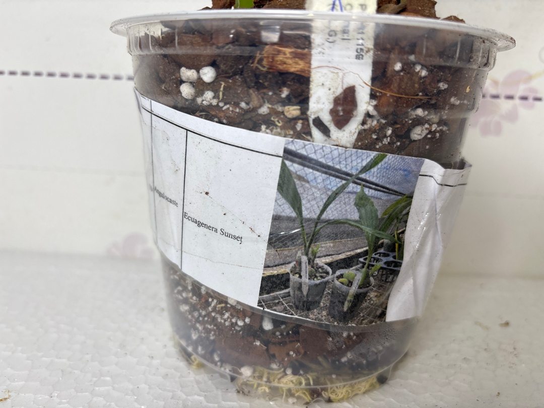 Angulocaste Ecuagenera Sunset