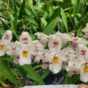 Odontioda Oa-4 Durham Point x Ingmar x Of64 George Mchahon Fortuna 4N X Oncidium Lucy Roessige