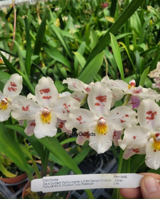 Odontioda Oa-4 Durham Point x Ingmar x Of64 George Mchahon Fortuna 4N X Oncidium Lucy Roessige
