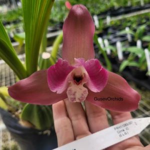 Lycaste Arthuriana var. litensis