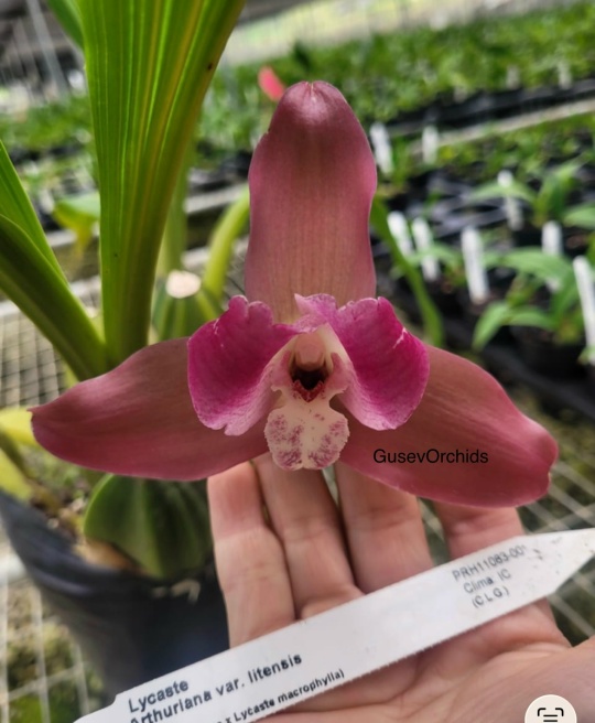 Lycaste Arthuriana var. litensis