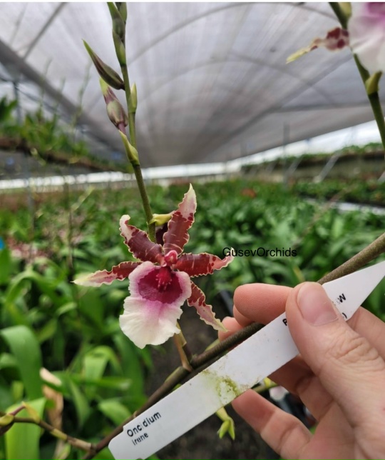 Oncidium Irene