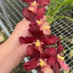 Miltochilum Royal Hawalian